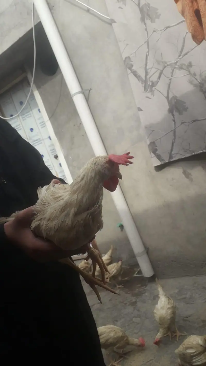 layer chicks — photo 2