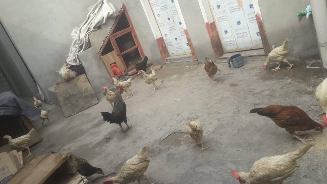 layer chicks 2