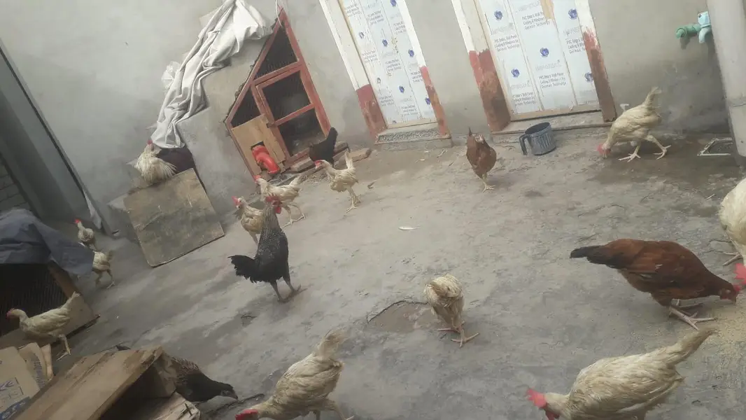 layer chicks — photo 3