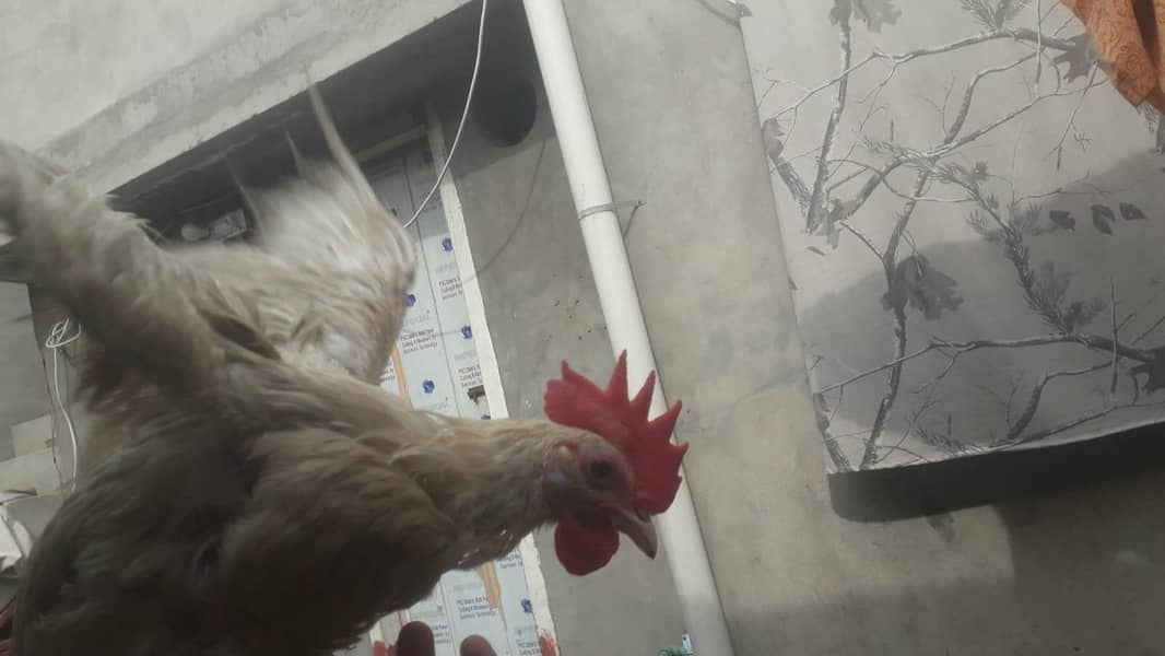 layer chicks 3