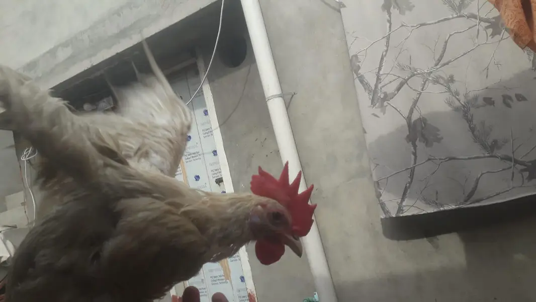 layer chicks — photo 4