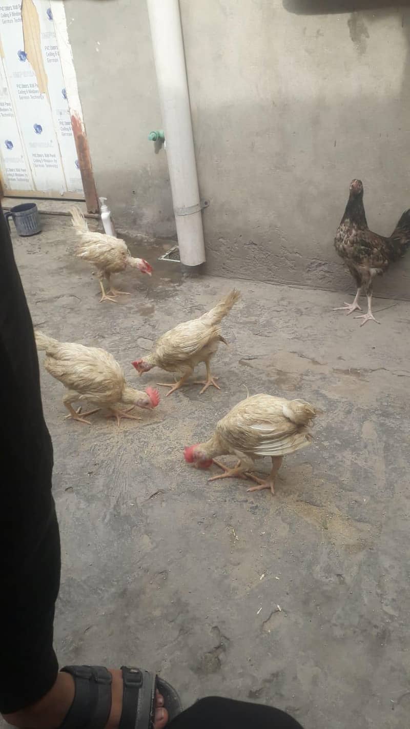 layer chicks 4