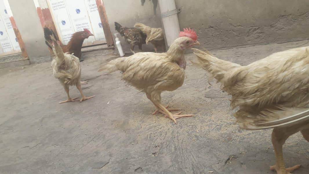 layer chicks 5