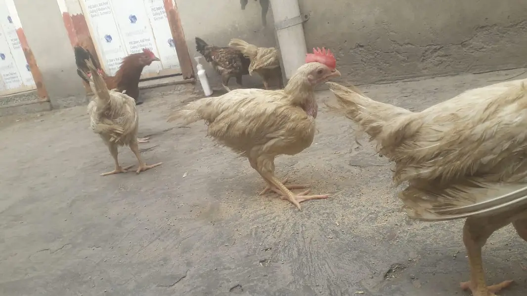 layer chicks — photo 6