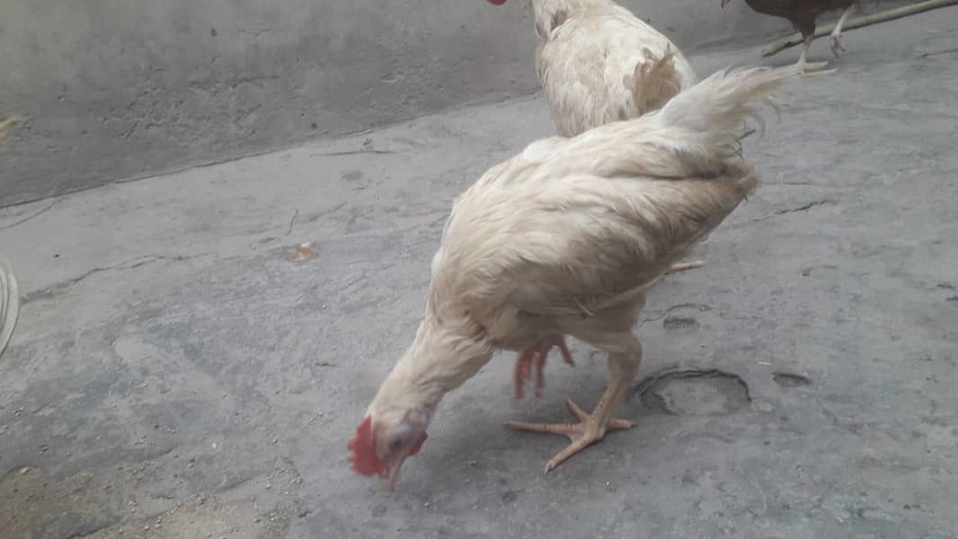 layer chicks 6