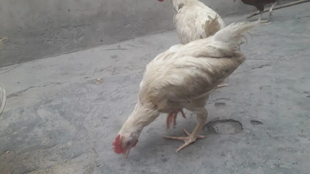 layer chicks — photo 7