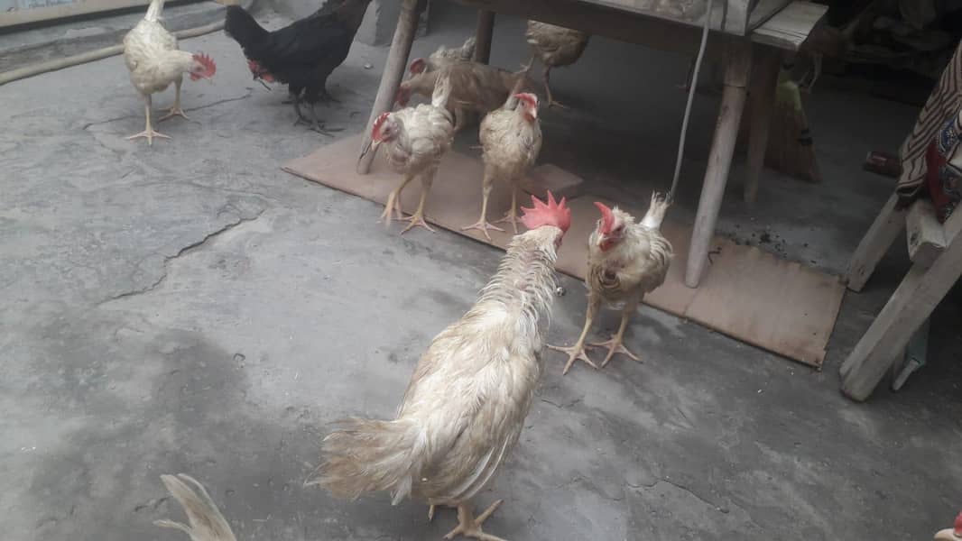 layer chicks 7