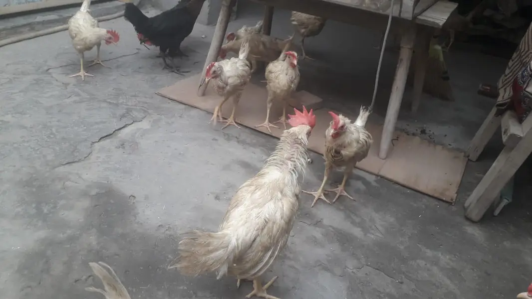 layer chicks — photo 8