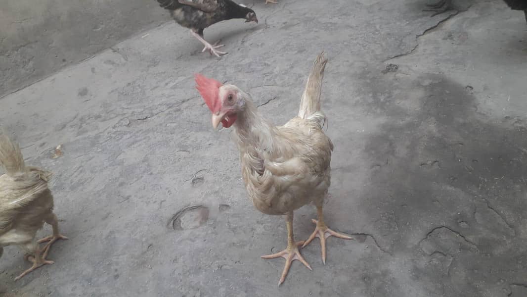 layer chicks 8