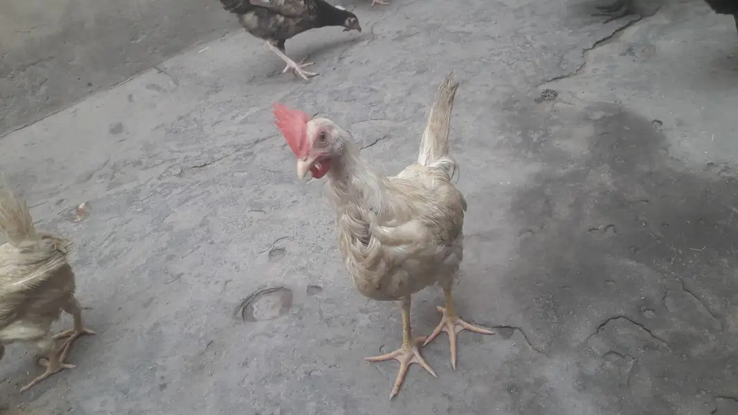 layer chicks — photo 9