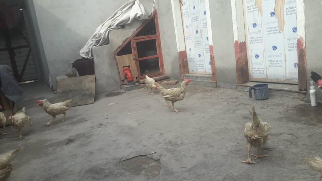 layer chicks 9