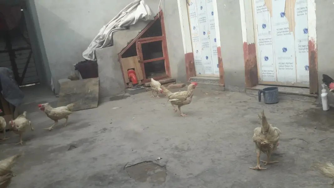 layer chicks — photo 10