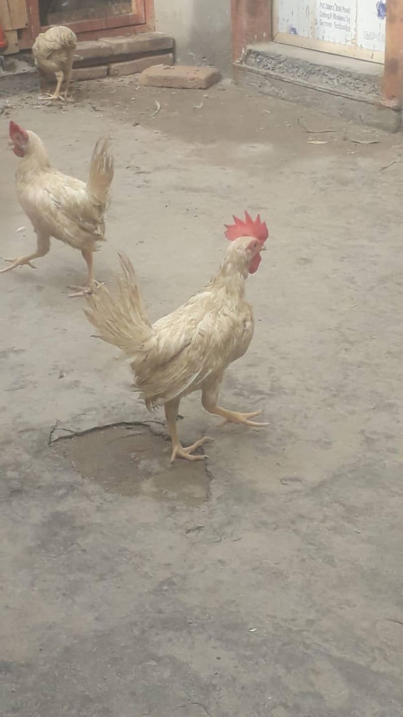 layer chicks 10
