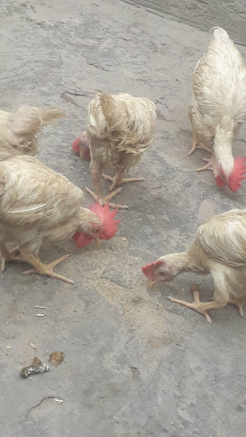 layer chicks 11