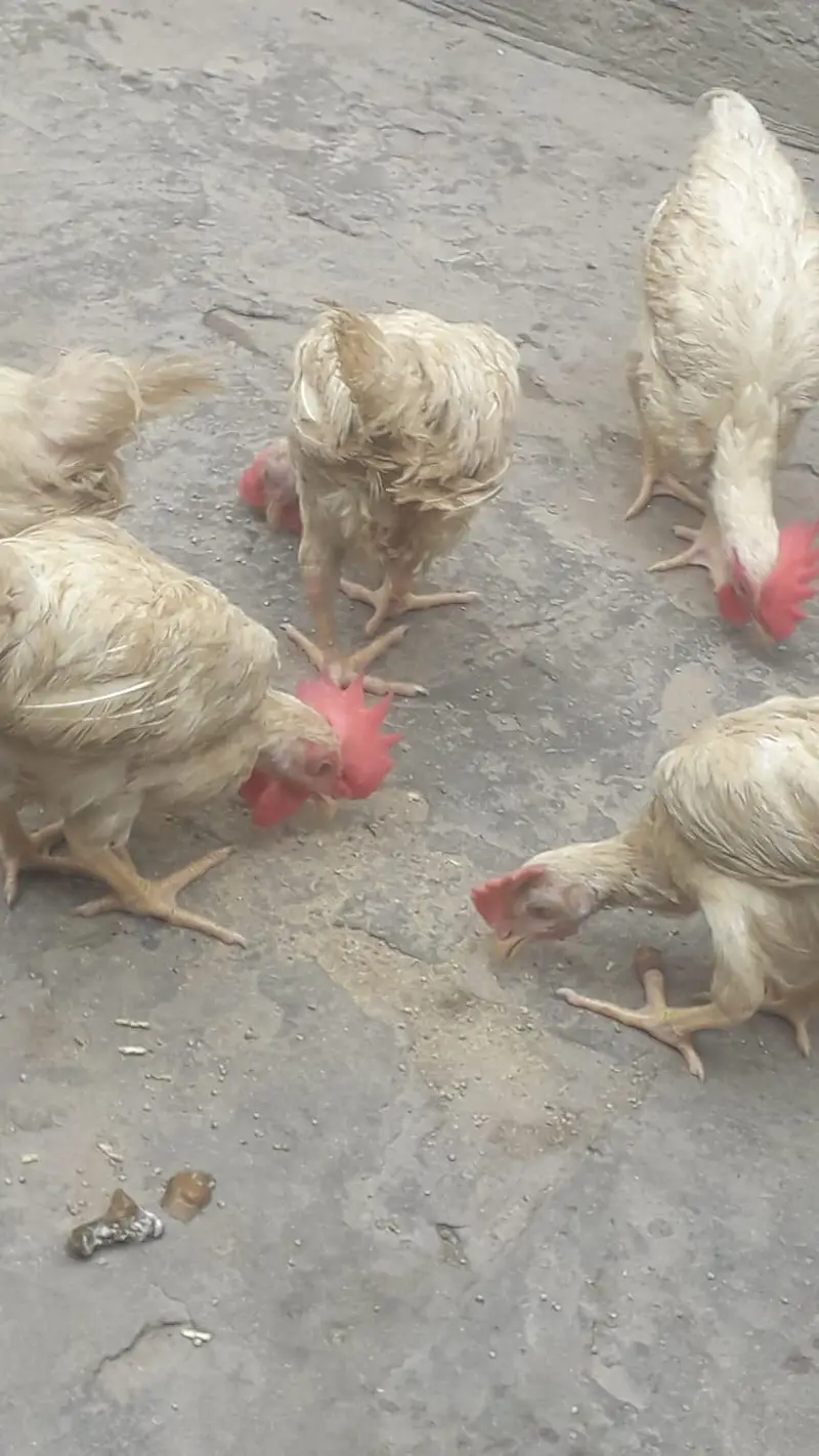 layer chicks — photo 12