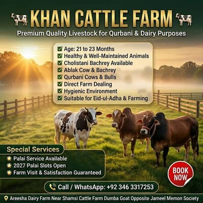 Sahiwal Bull | Bachra | ablak bull| cholistani | Qurbani 2026 | bachra