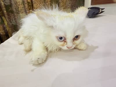 American breed white cat