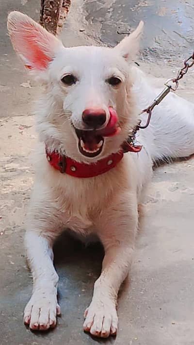 Russian dog female for sell