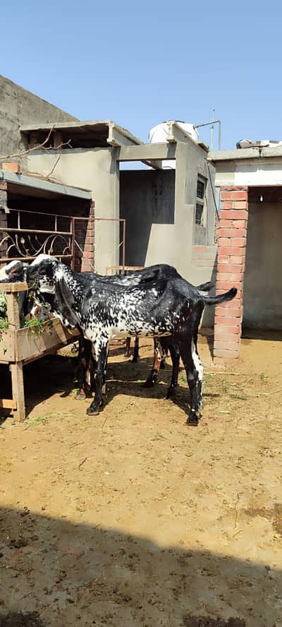 bakra