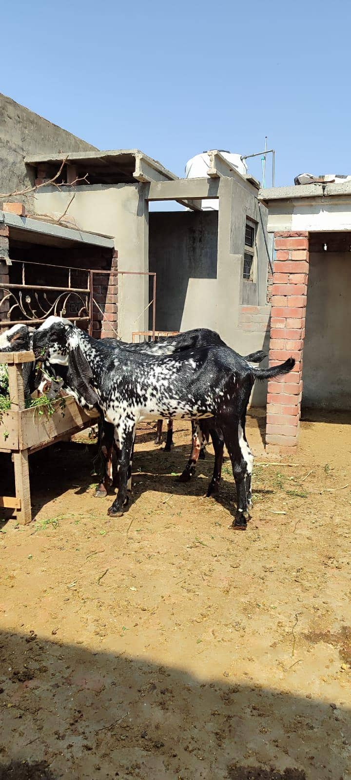 bakra 0
