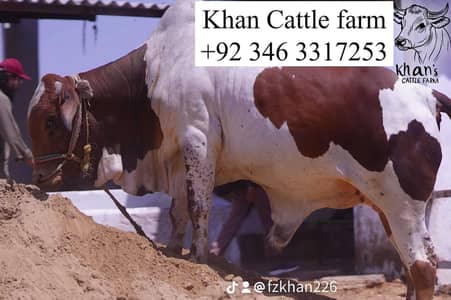 bull | bachra | desi bachre | qurbani Ka janwar | ablak | qurbani 2026