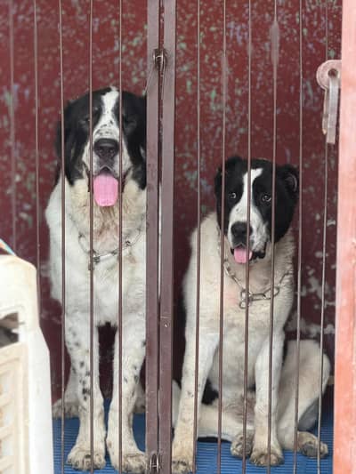 alabai pair 500k Russia  impot  03234696626 cane corso Caucasian