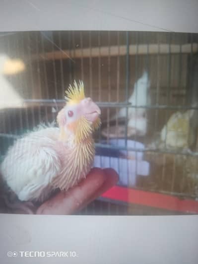 Comenwhit redeyes cocktail chik