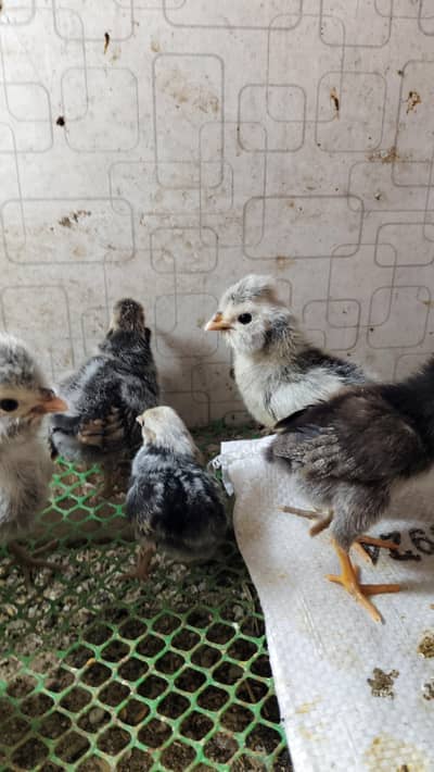 600 pr chicke finel