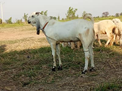 qurbani wala Bakra for sale hai