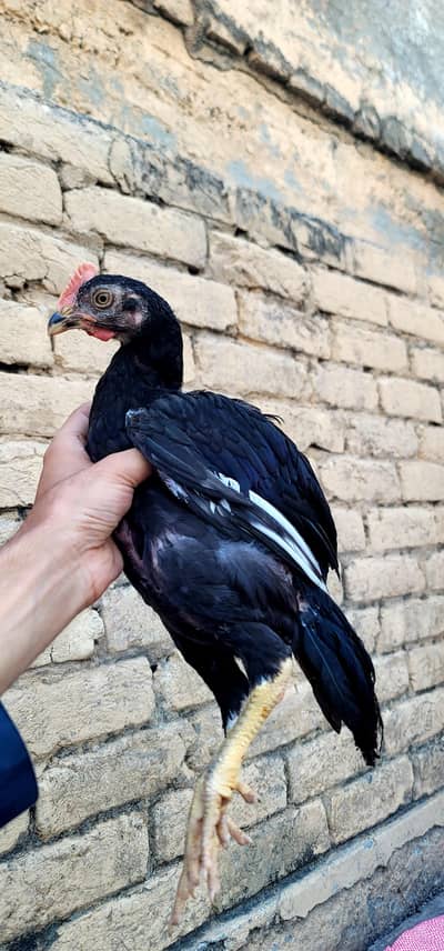 bungam lasani