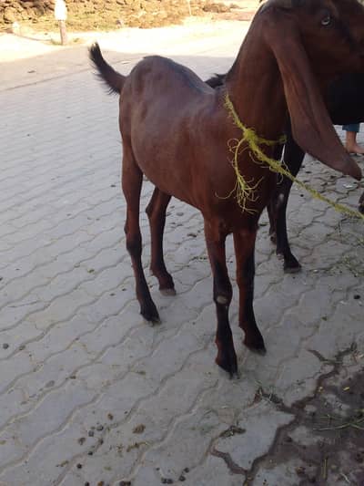 Bakra for sale