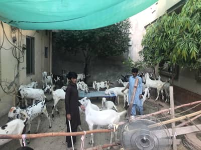 Qurbani ke bakre for sale
