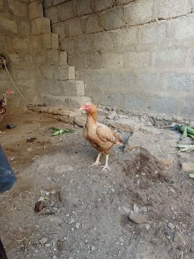 aseel pile murgi