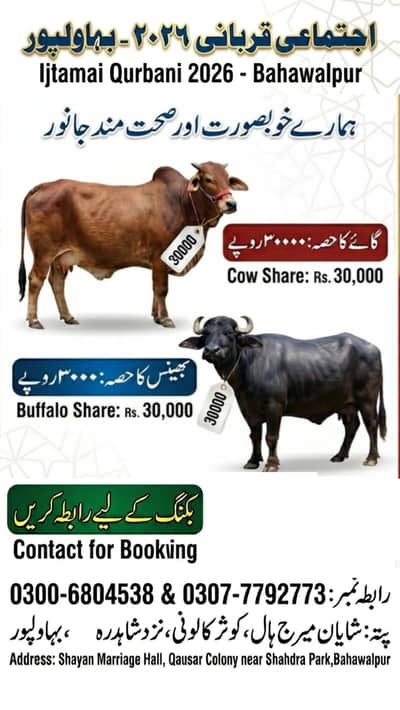 ijtamai Qurbani / Shared Qurbani in Bahawalpur