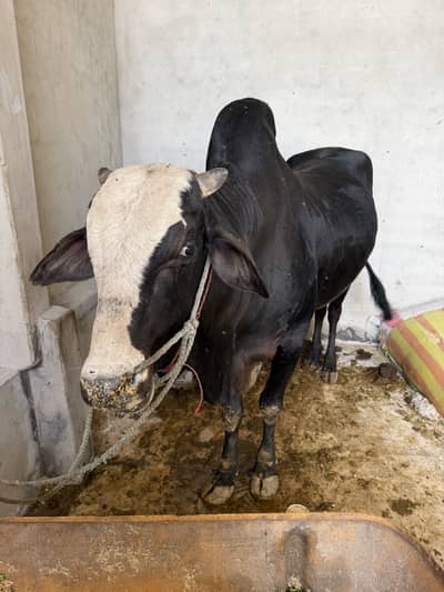 Ghar ka pala hua bachra ha 5 man pakka
