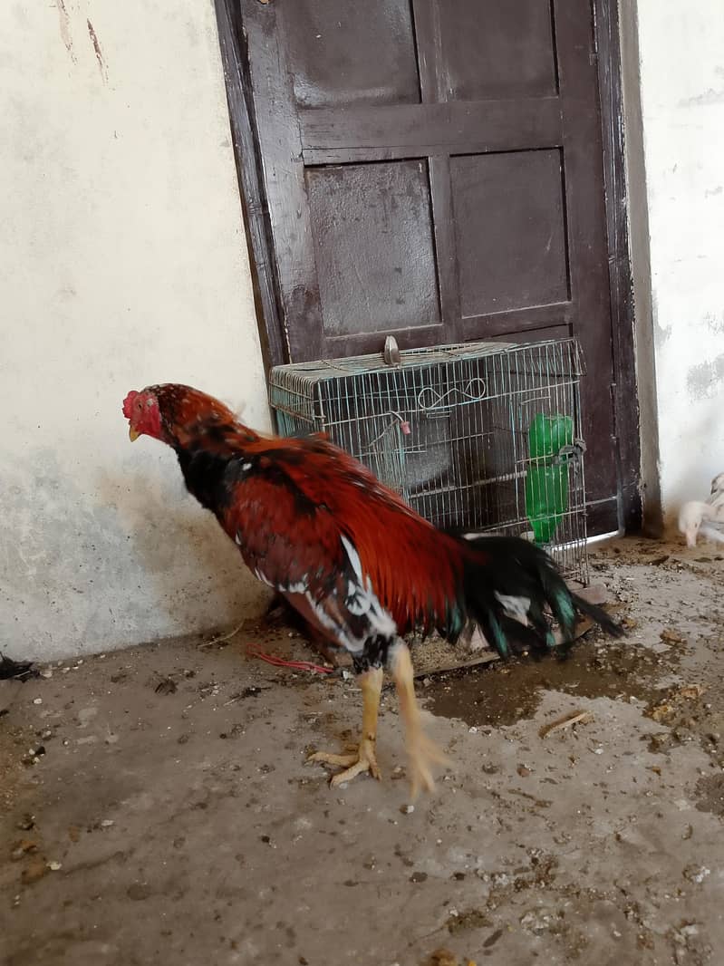 لاکھا مرغا مشکی مادی 1