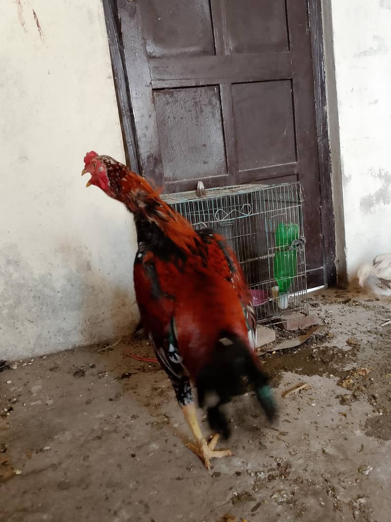 لاکھا مرغا مشکی مادی 2