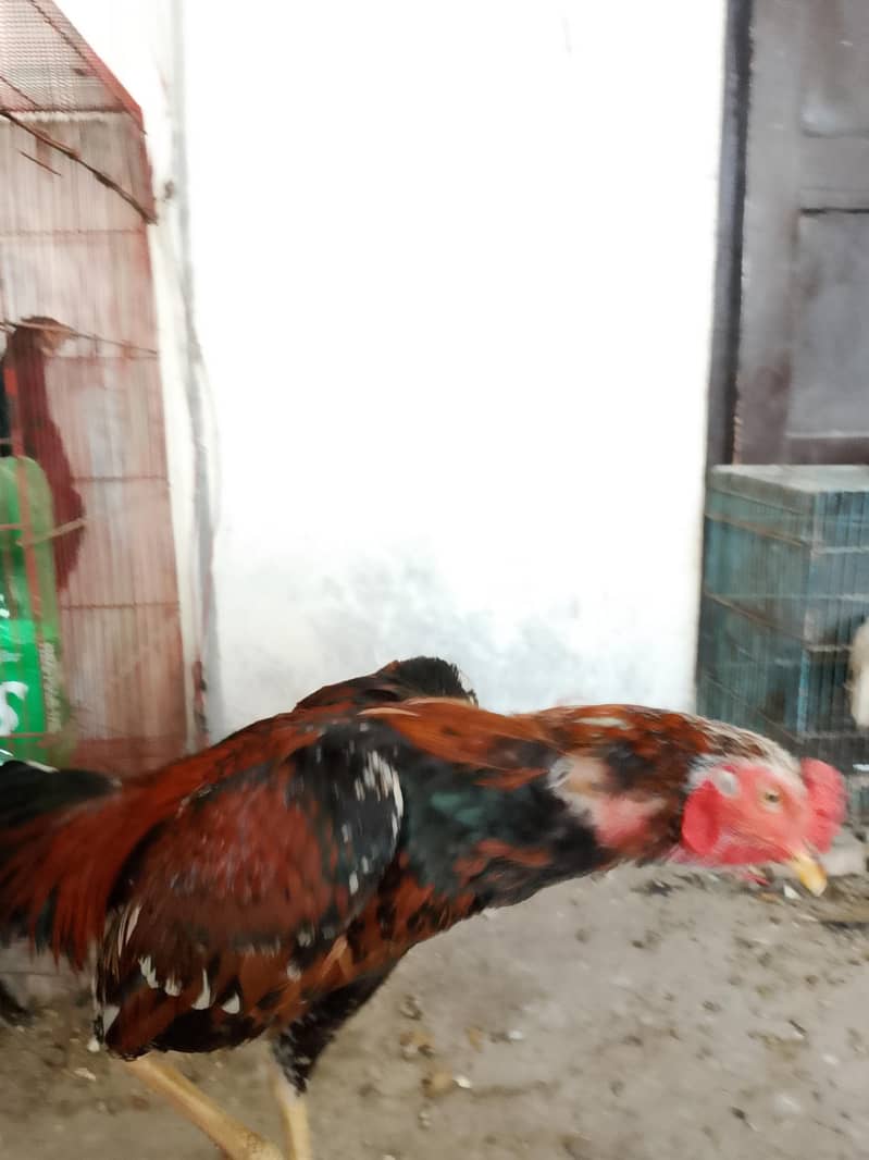 لاکھا مرغا مشکی مادی 4
