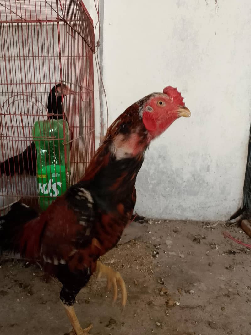 لاکھا مرغا مشکی مادی 5