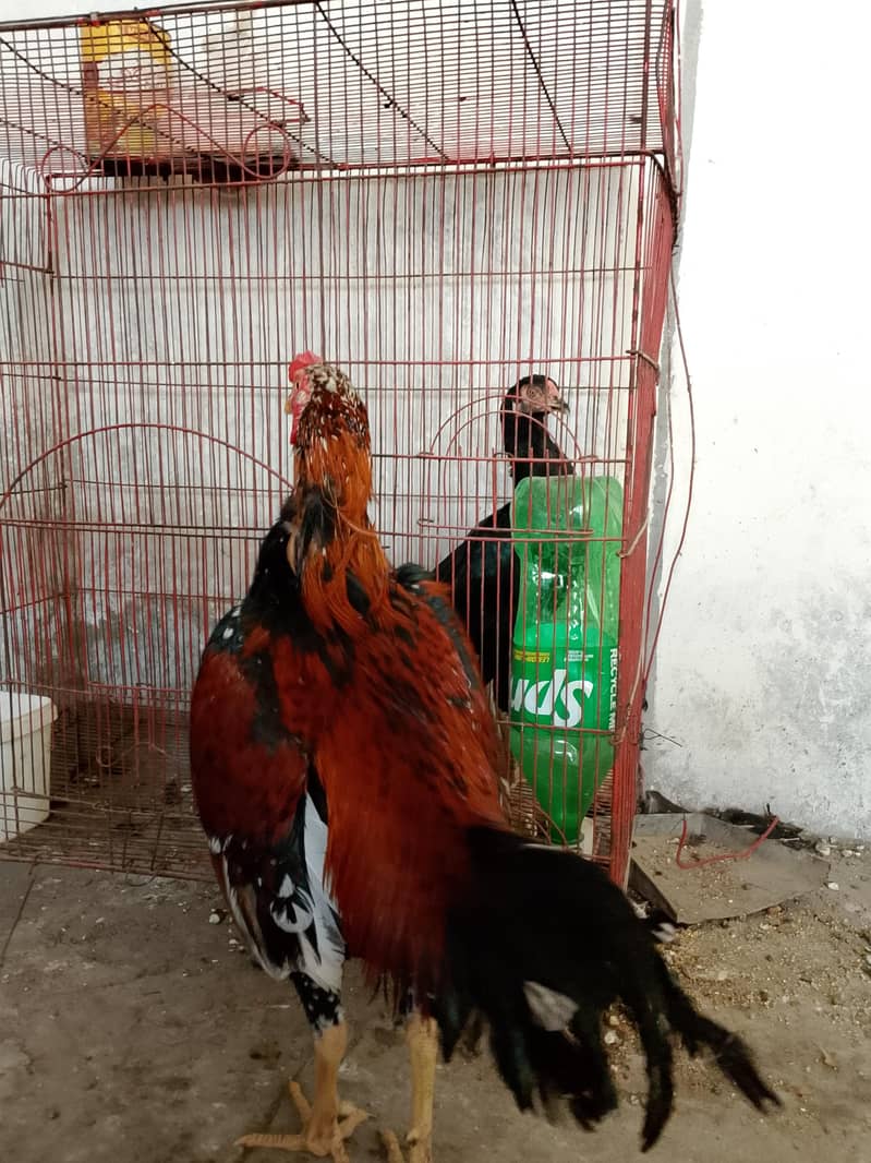 لاکھا مرغا مشکی مادی 6