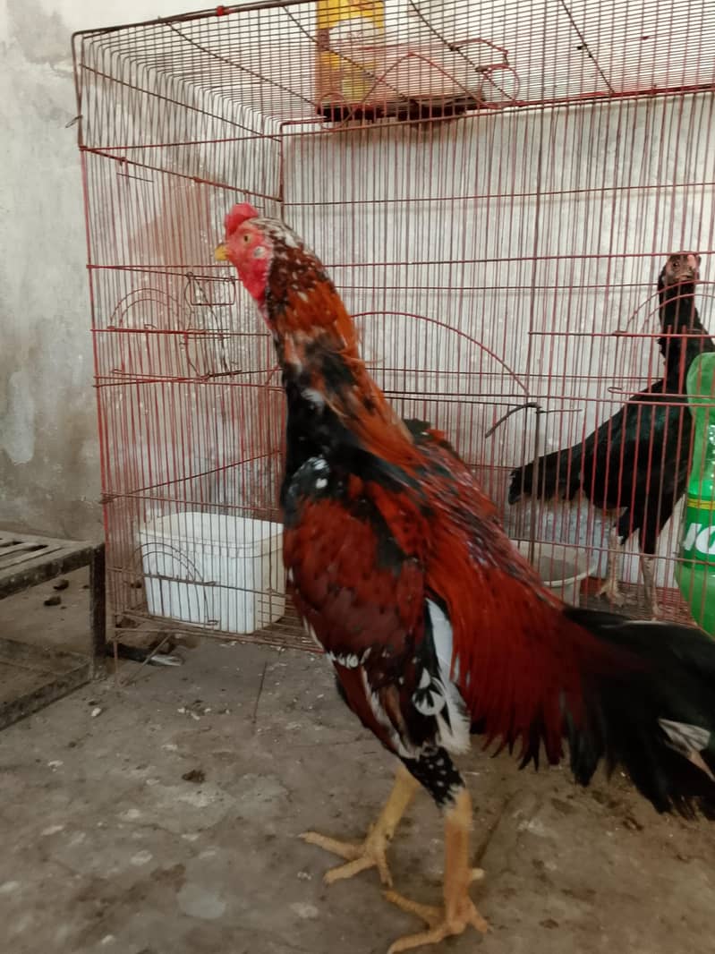 لاکھا مرغا مشکی مادی 7