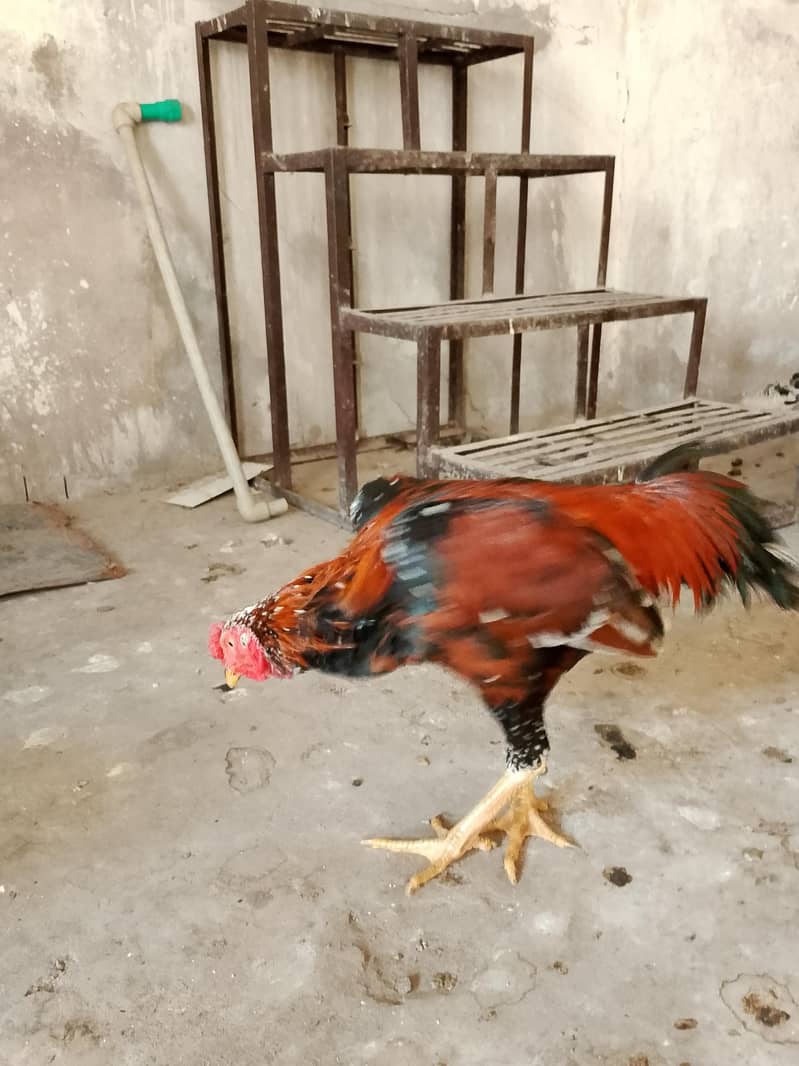 لاکھا مرغا مشکی مادی 8