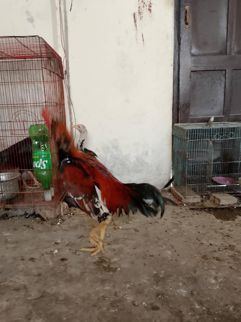 لاکھا مرغا مشکی مادی 9