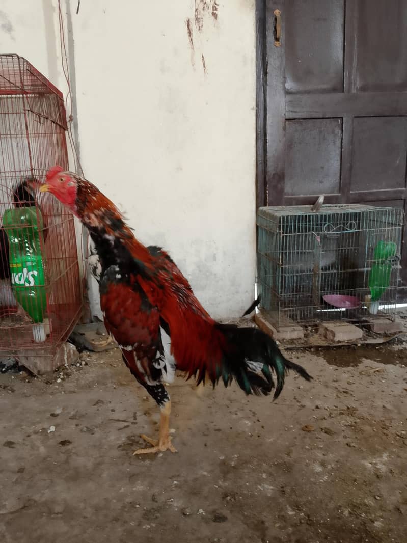 لاکھا مرغا مشکی مادی 10