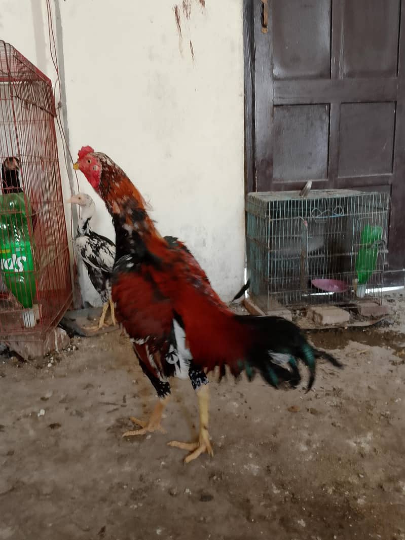 لاکھا مرغا مشکی مادی 11