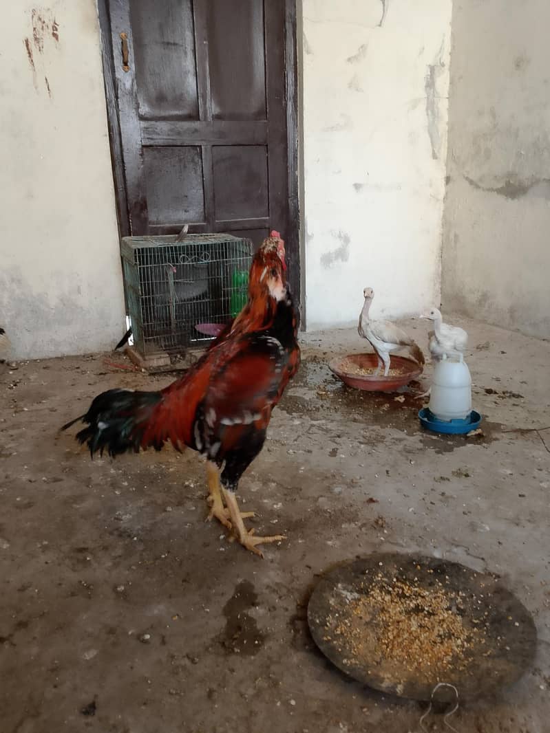 لاکھا مرغا مشکی مادی 12
