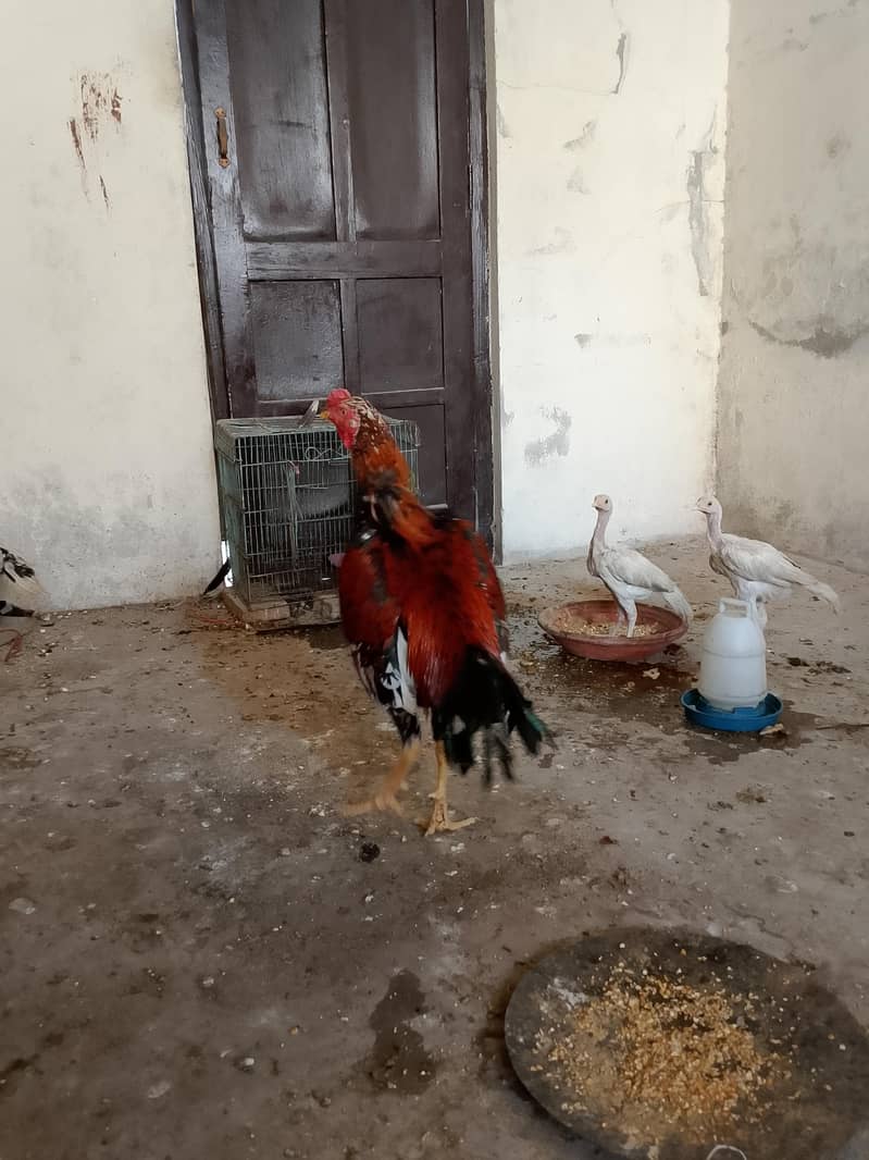 لاکھا مرغا مشکی مادی 13