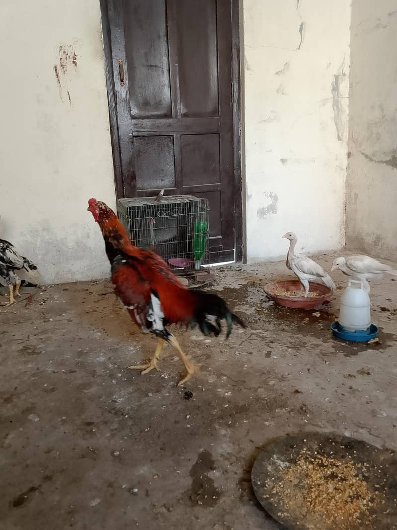 لاکھا مرغا مشکی مادی 14