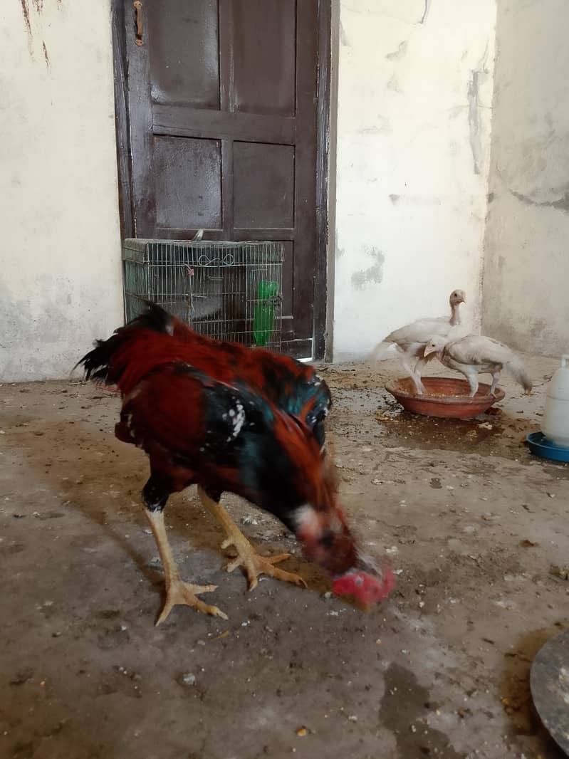 لاکھا مرغا مشکی مادی 15