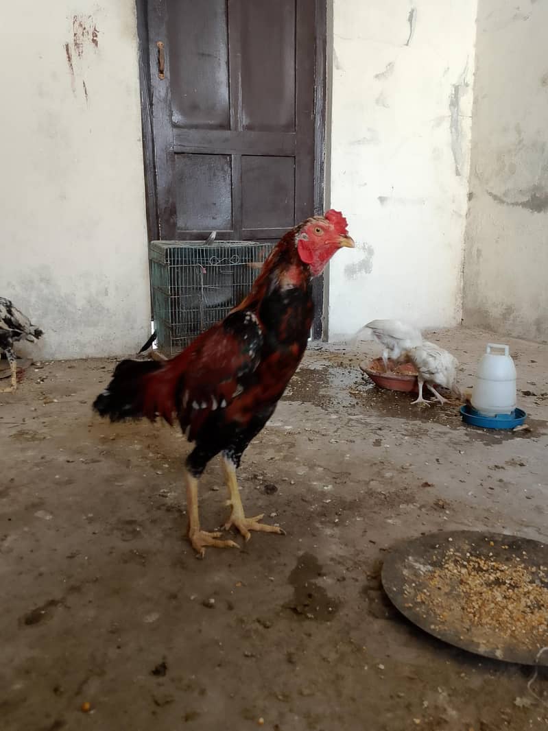 لاکھا مرغا مشکی مادی 16